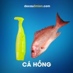 Mồi Mềm Daiwa Bait Junkie Dùng Câu Cá Hồng