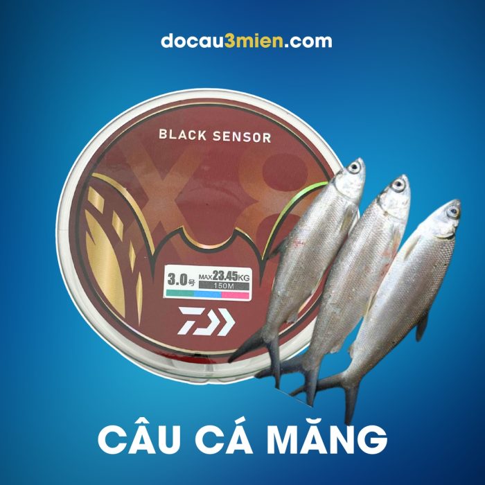 Dây PE Daiwa Black Sensor X8 Dùng Câu Cá Măng