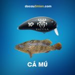 Mồi Giả Tatula 10 Năm Câu Cá Mú