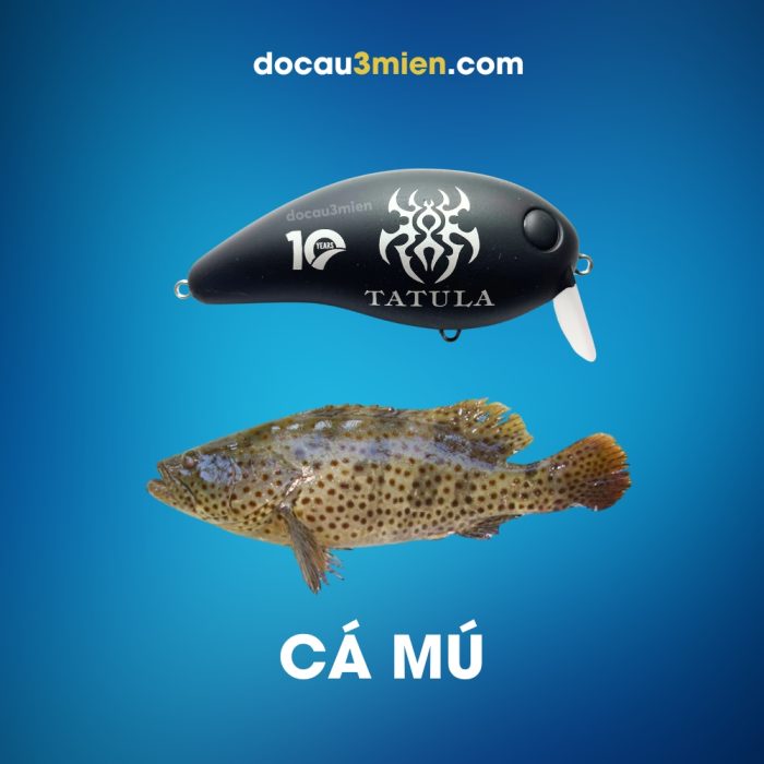 Mồi Giả Tatula 10 Năm Câu Cá Mú