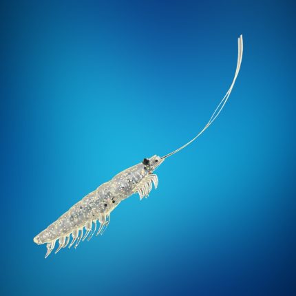 Mồi Tôm Mềm Daiwa