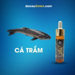 Tinh Chất Khoai Lang Sa Phạm Dùng Câu Cá Trắm