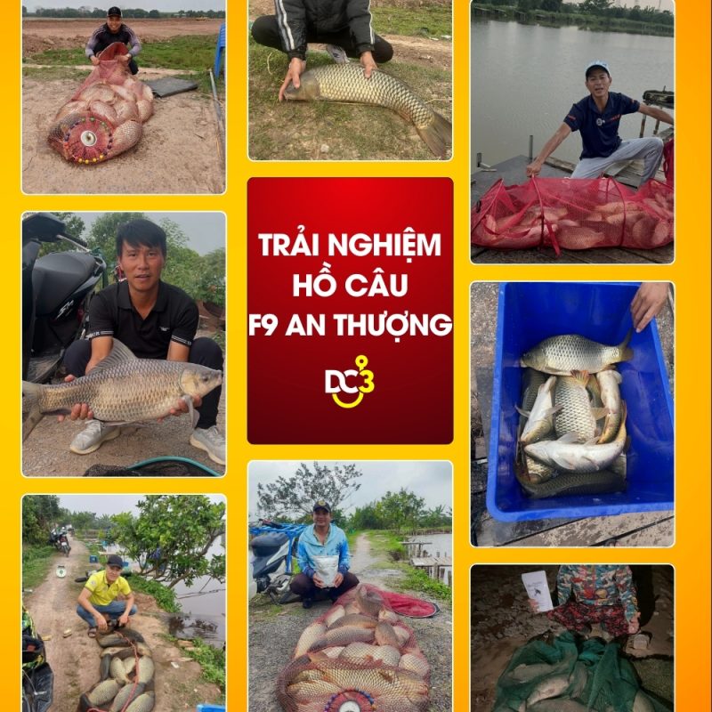 Trải nghiệm câu cá của cần thủ tại Hồ câu dịch vụ F79 An Thượng - Hoài Đức - Hà Nội