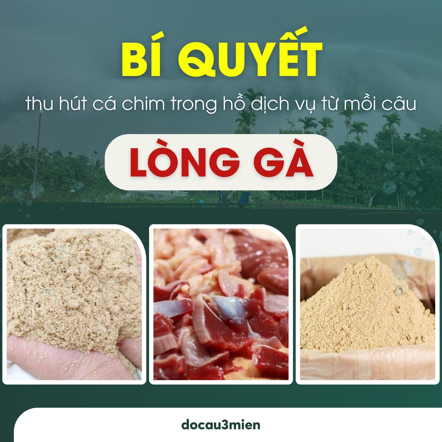 Bí quyết thu hút cá chim trong hồ dịch vụ từ mồi câu cá chim bằng lòng gà