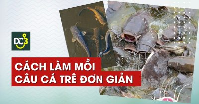 Cách làm mồi câu cá trê đơn giản