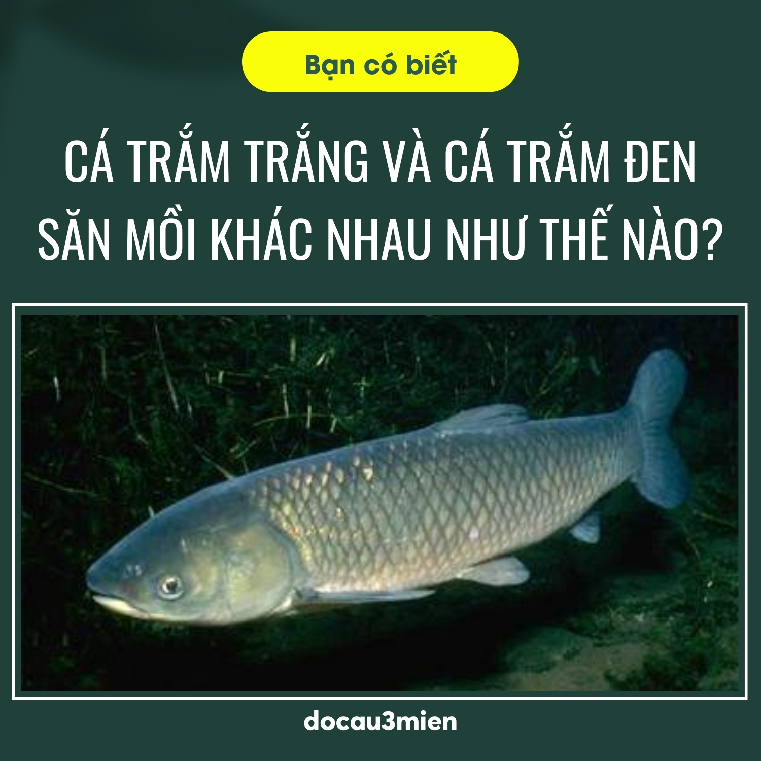 Đặc điểm săn mồi của cá trắm trắng và cá trắm đen