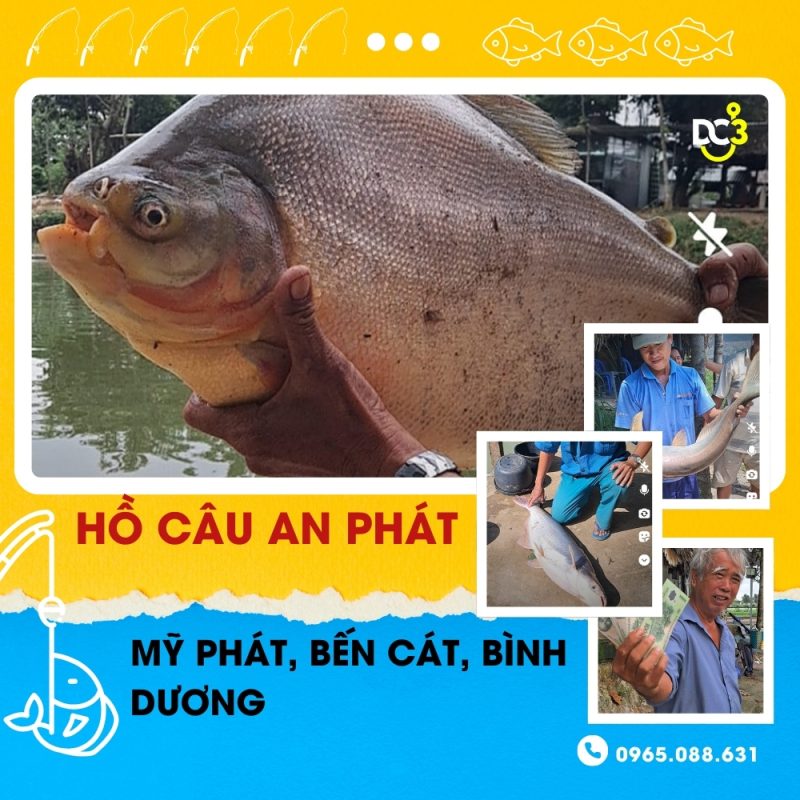 Giới thiệu hồ câu An Phát