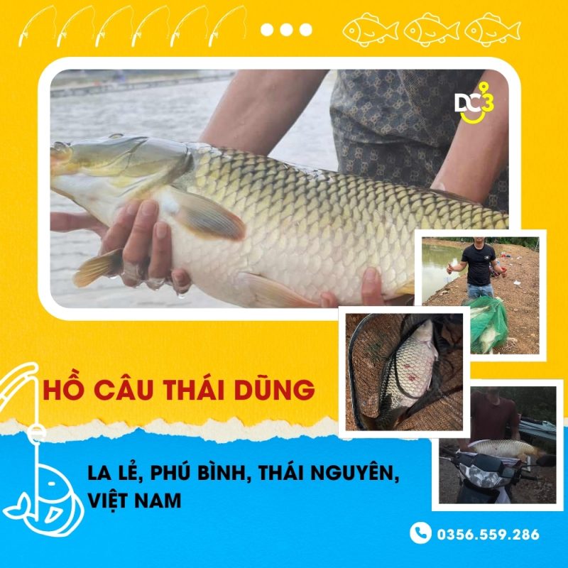 Giới thiệu hồ câu dịch vụ Thái Dũng