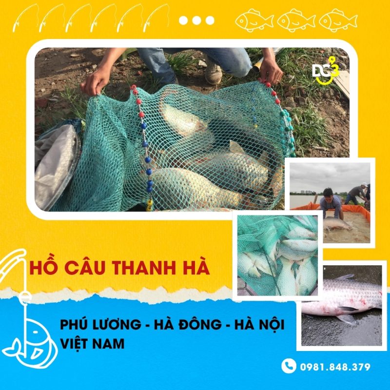 Giới thiệu hồ câu dịch vụ Thanh Hà