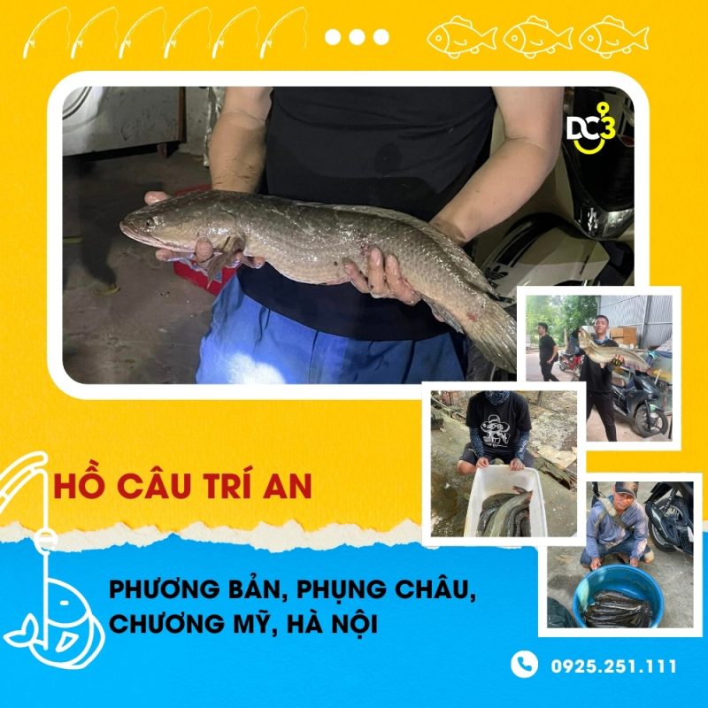 Giới thiệu hồ câu dịch vụ Trí An