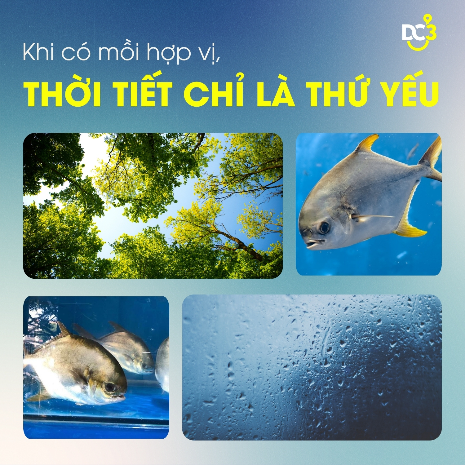 Bí kíp chọn thời tiết hoàn hảo câu cá chim