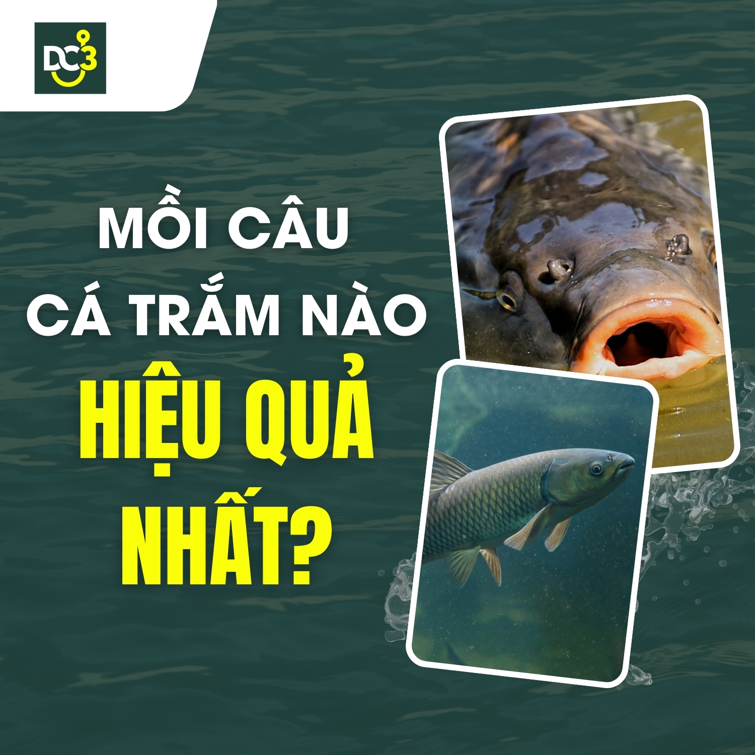 Mồi câu cá trắm nào hiệu quả nhất?