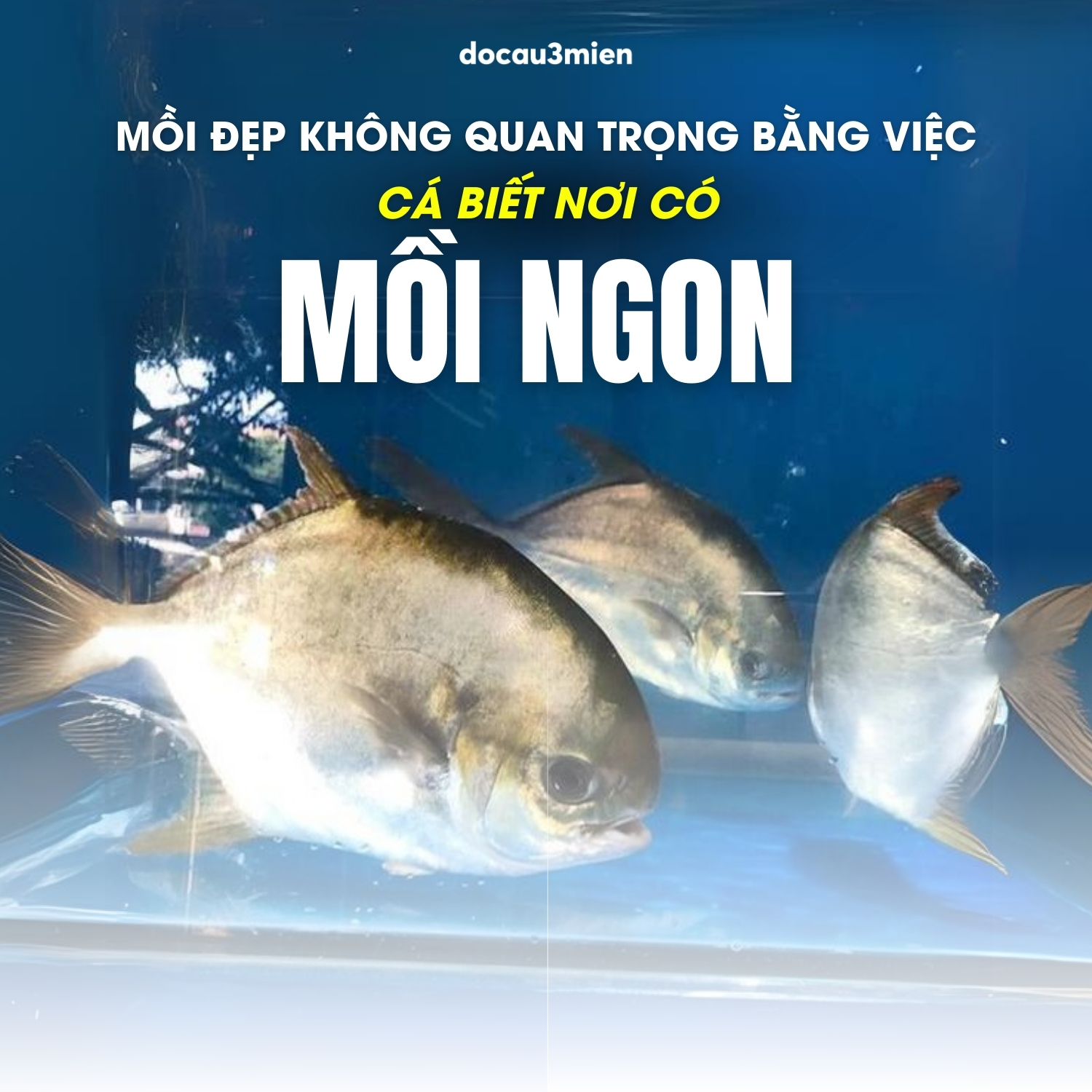 Nắm bắt địa điểm câu cá chim thành công
