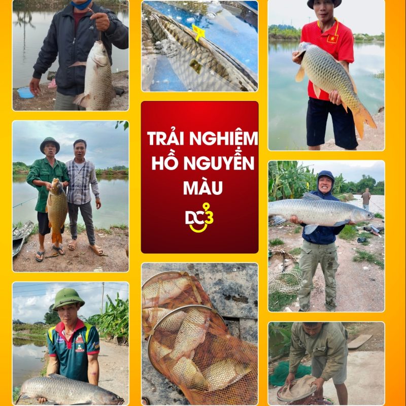 Trải nghiệm cần thủ hồ câu Nguyễn Màu