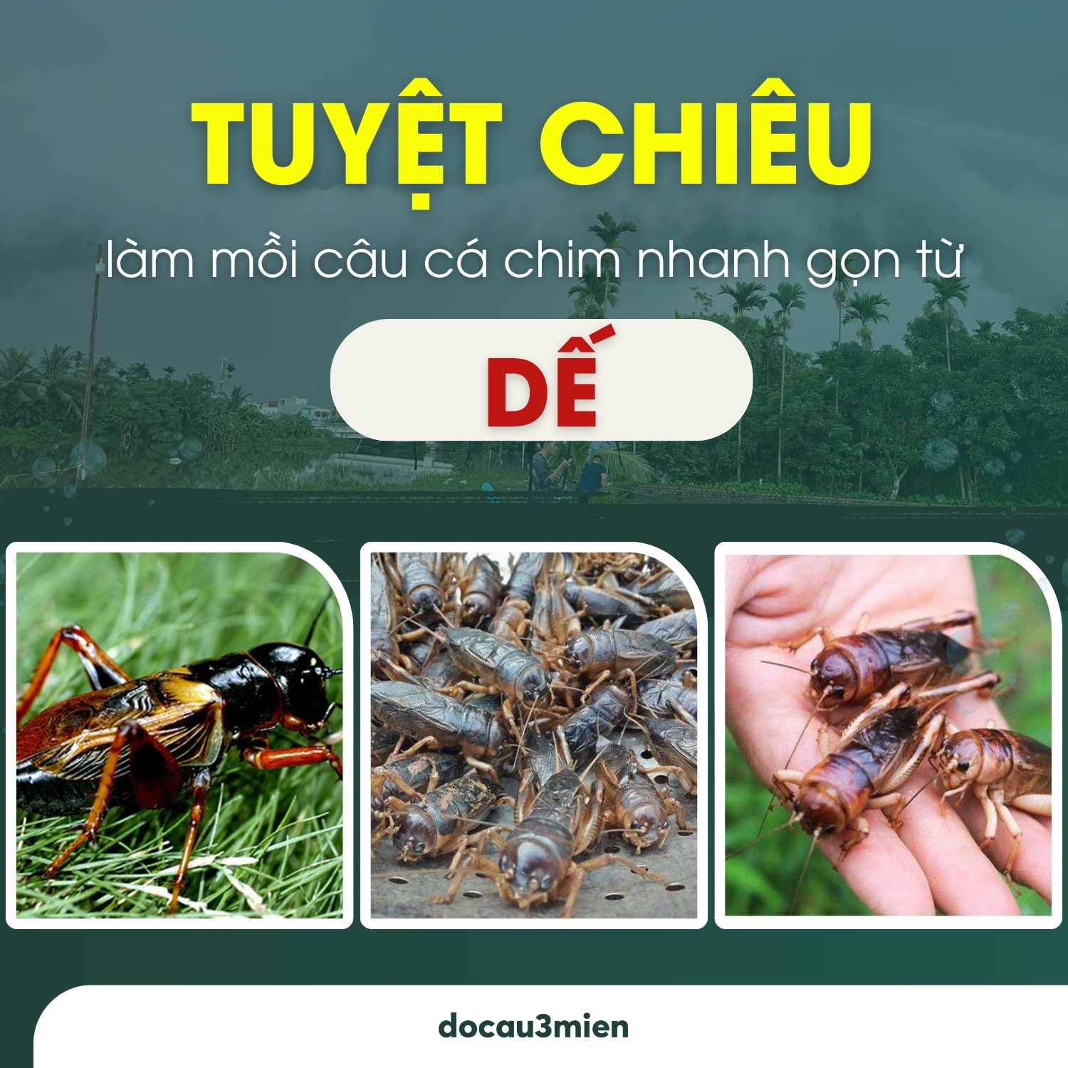 Tuyệt chiêu làm mồi câu cá chim nhanh gọn từ dế