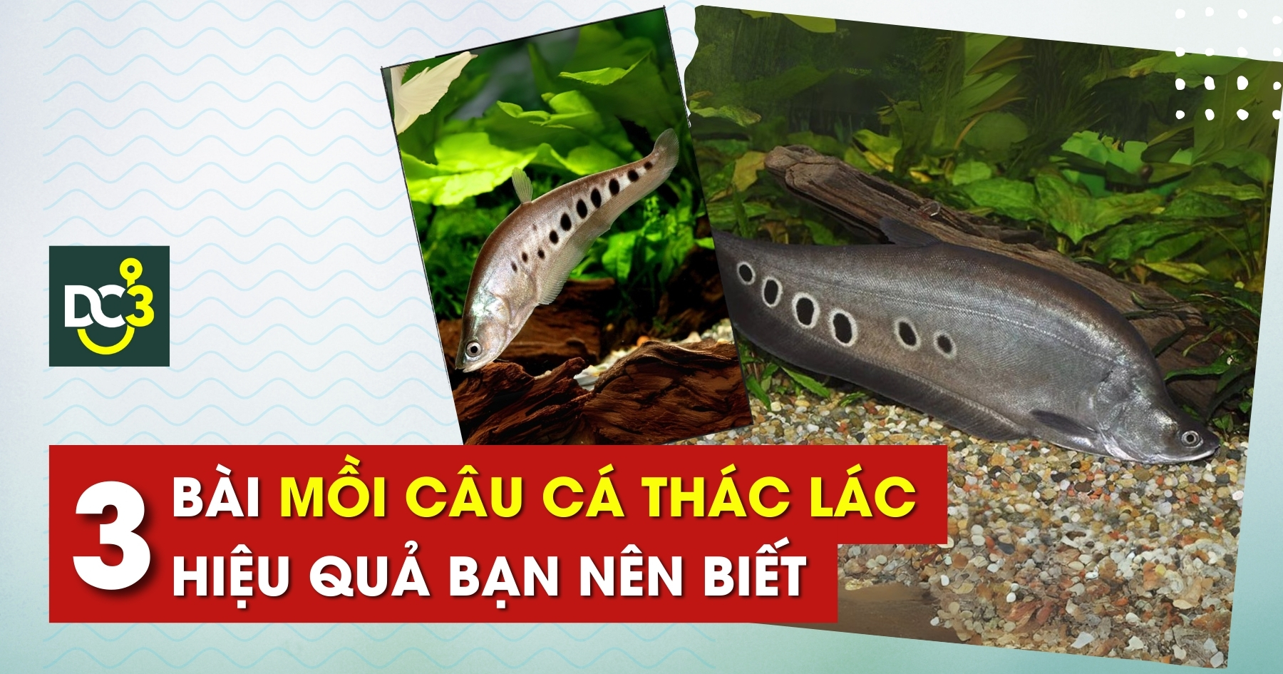 Top 3 bài mồi câu cá thác lác hiệu quả bạn nên biết