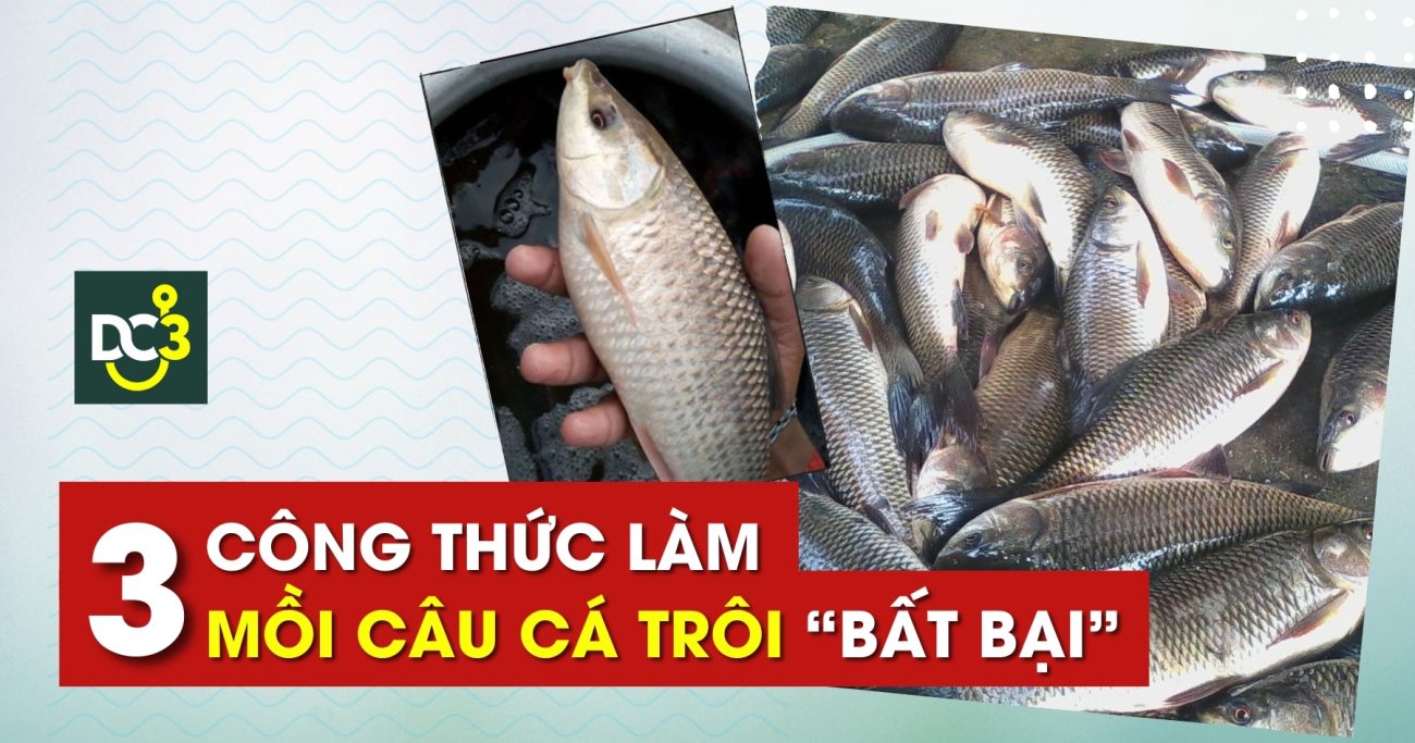 Top 3 công thức làm mồi câu cá trôi “bất bại”