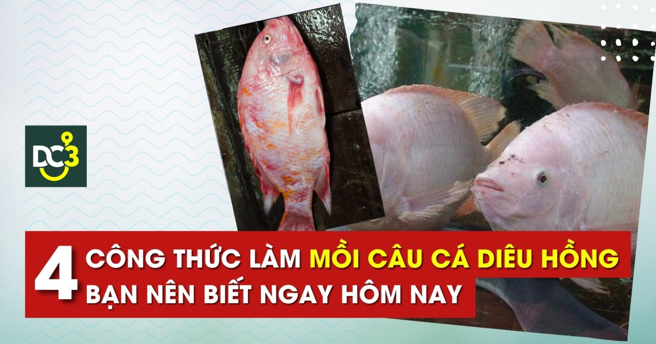 4 công thức làm mồi câu cá diêu hồng bạn nên biết ngay hôm nay