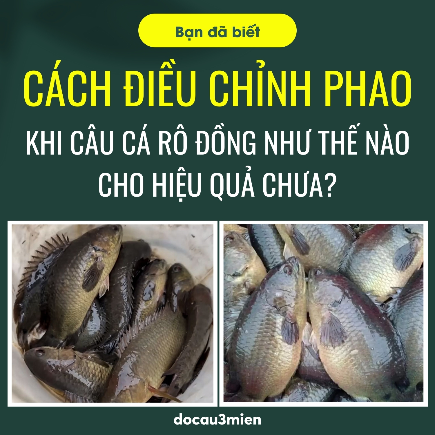 Kỹ thuật câu cá rô đồng hiệu quả