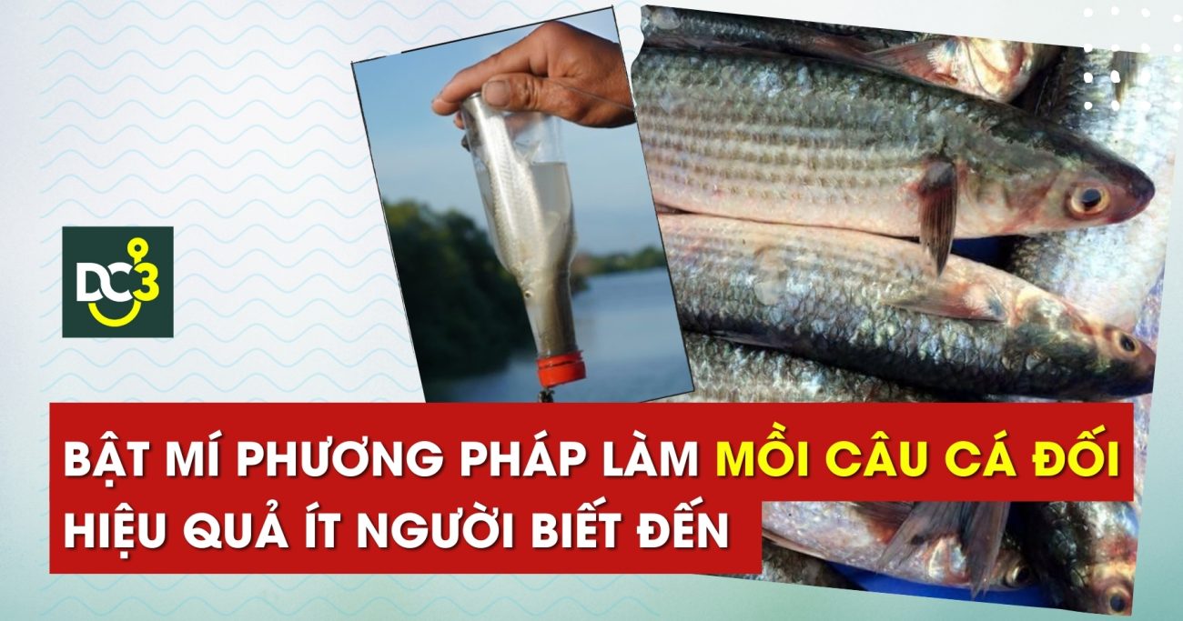 Bật mí phương pháp làm mồi câu cá đối hiệu quả ít người biết đến