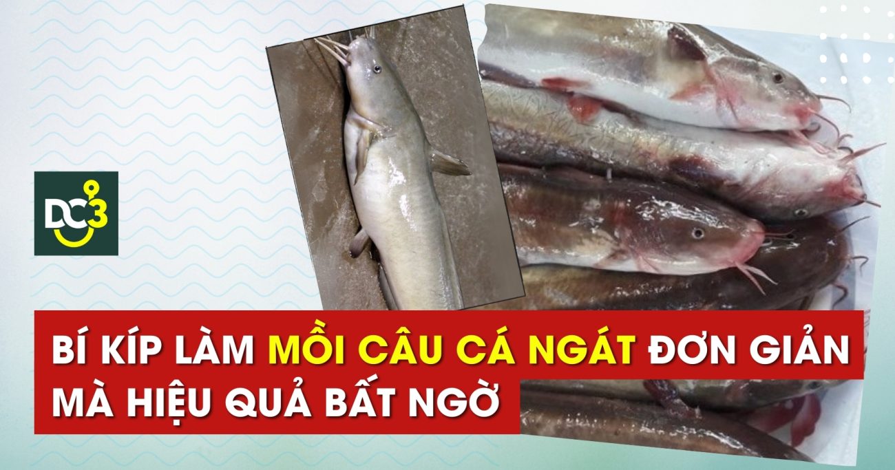 Bí kíp làm mồi câu cá ngát đơn giản mà hiệu quả bất ngờ