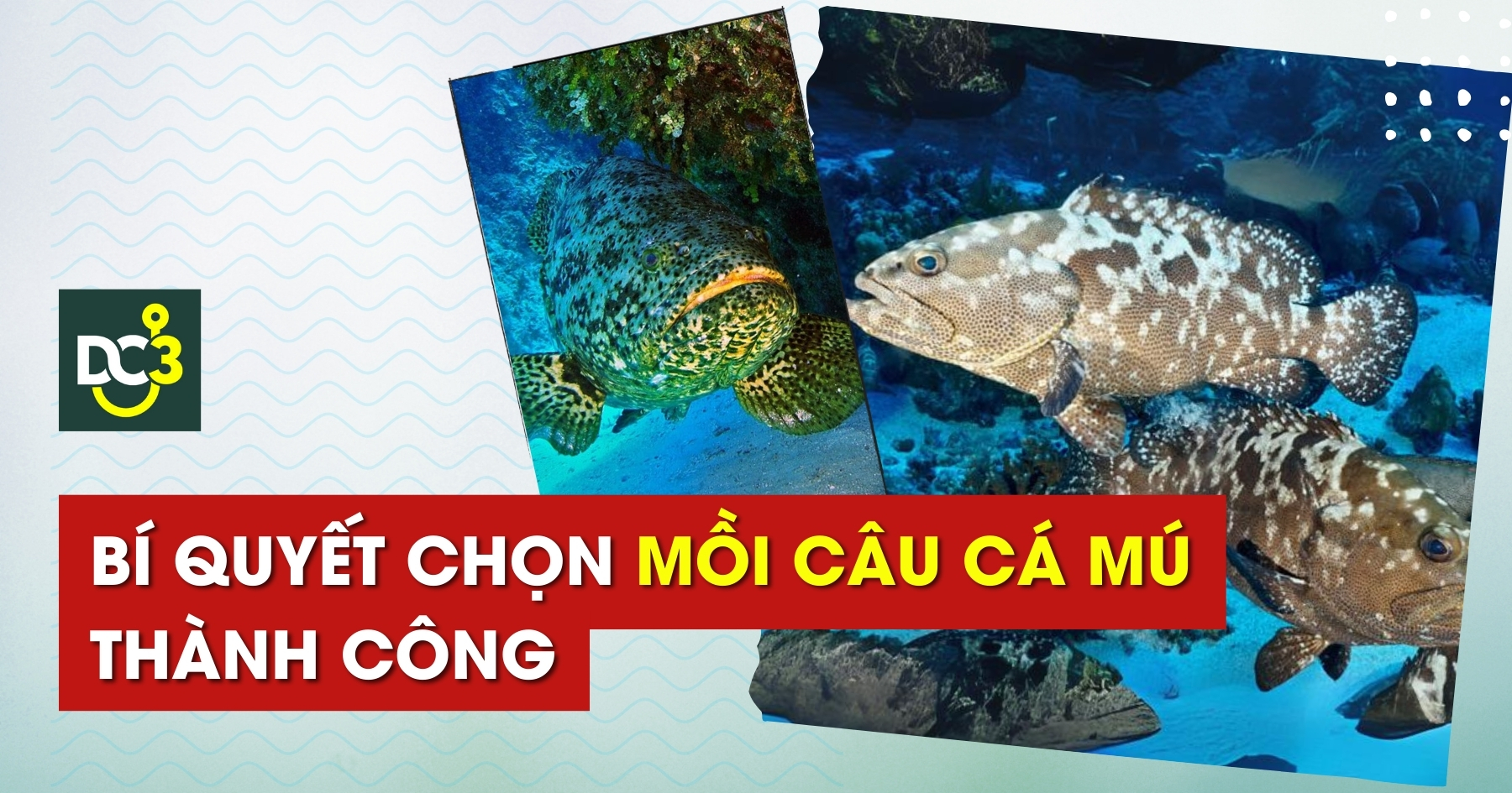 Bí quyết chọn mồi câu cá mú thành công