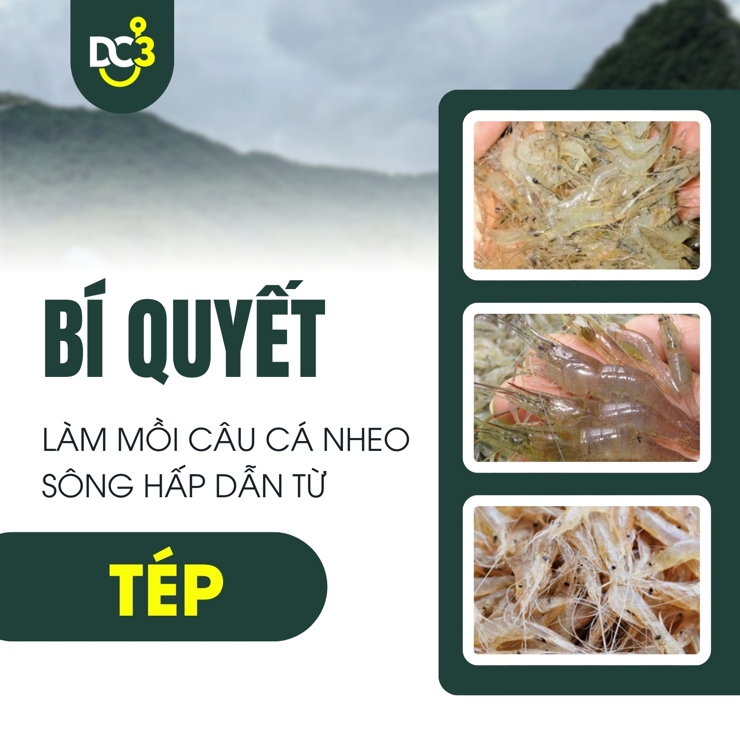 Bí quyết làm mồi câu cá nheo sông hấp dẫn từ tép