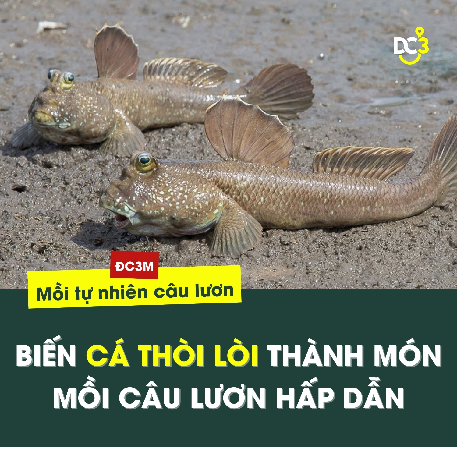 Biến cá thòi lòi thành món mồi câu lươn hấp dẫn