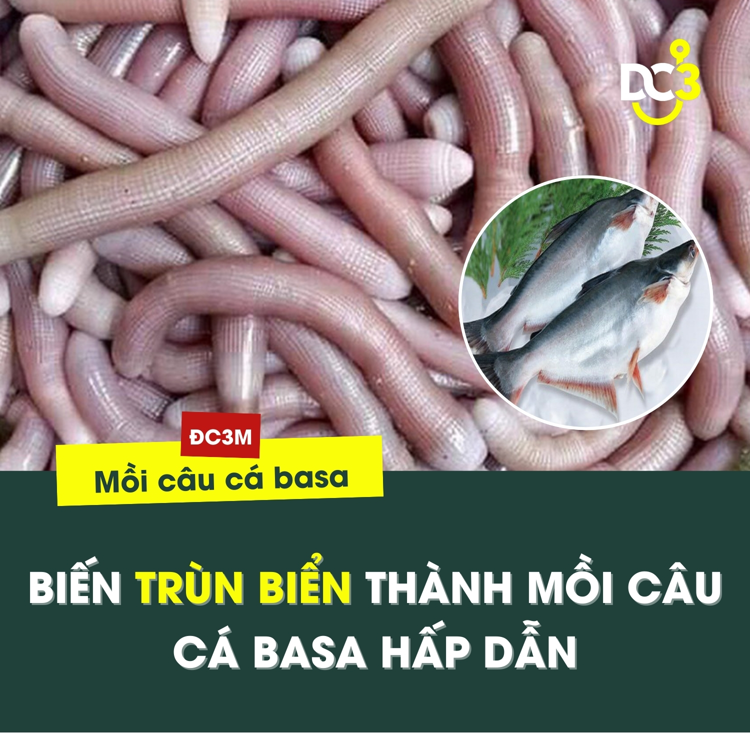 Biến trùn biển thành mồi câu cá basa hấp dẫn