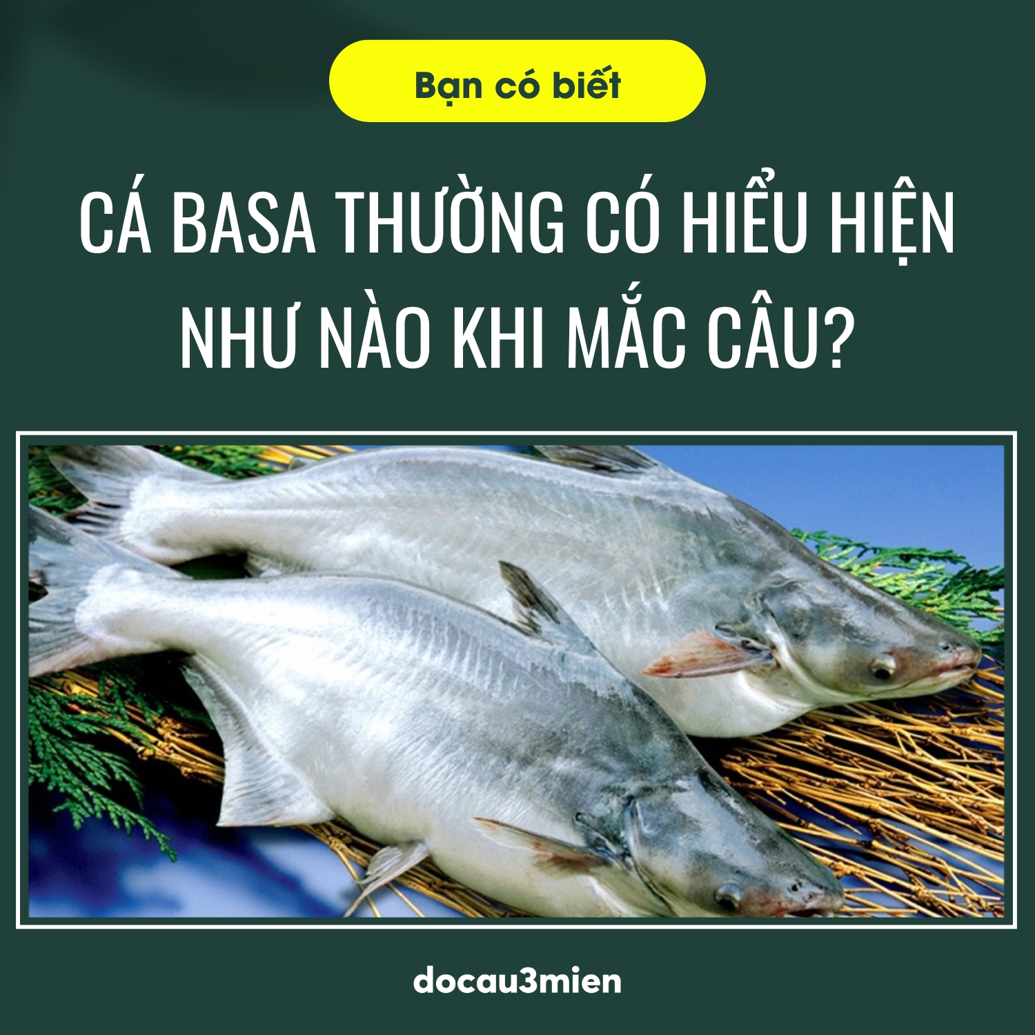 Tìm hiểu về đặc tính của cá basa