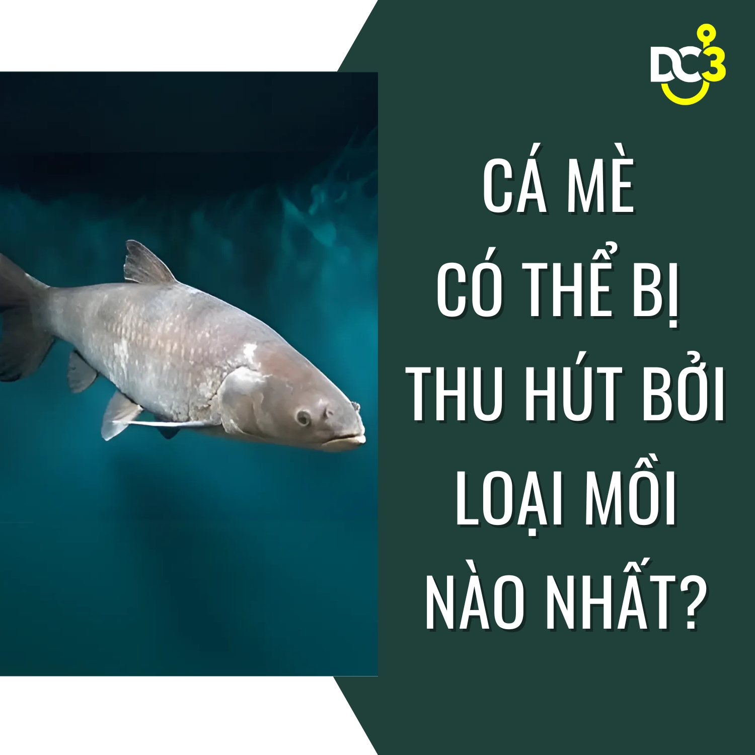 Cá mè có thể bị thu hút bởi loại mồi nào nhất?