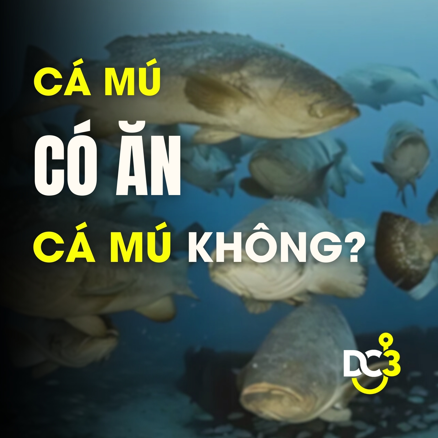 Cá mú có ăn cá mú không???