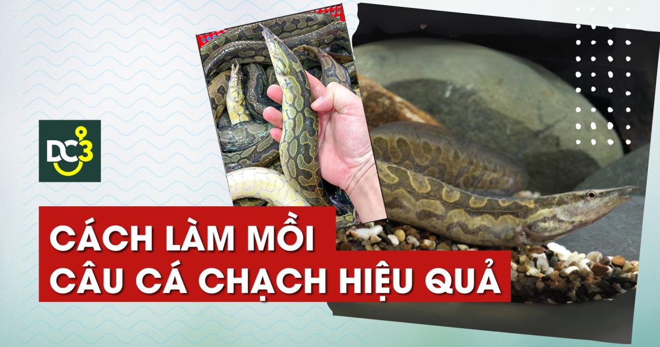 Cách làm mồi câu cá chạch hiệu quả