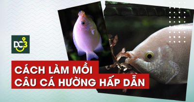 Cách làm mồi câu cá hường hấp dẫn