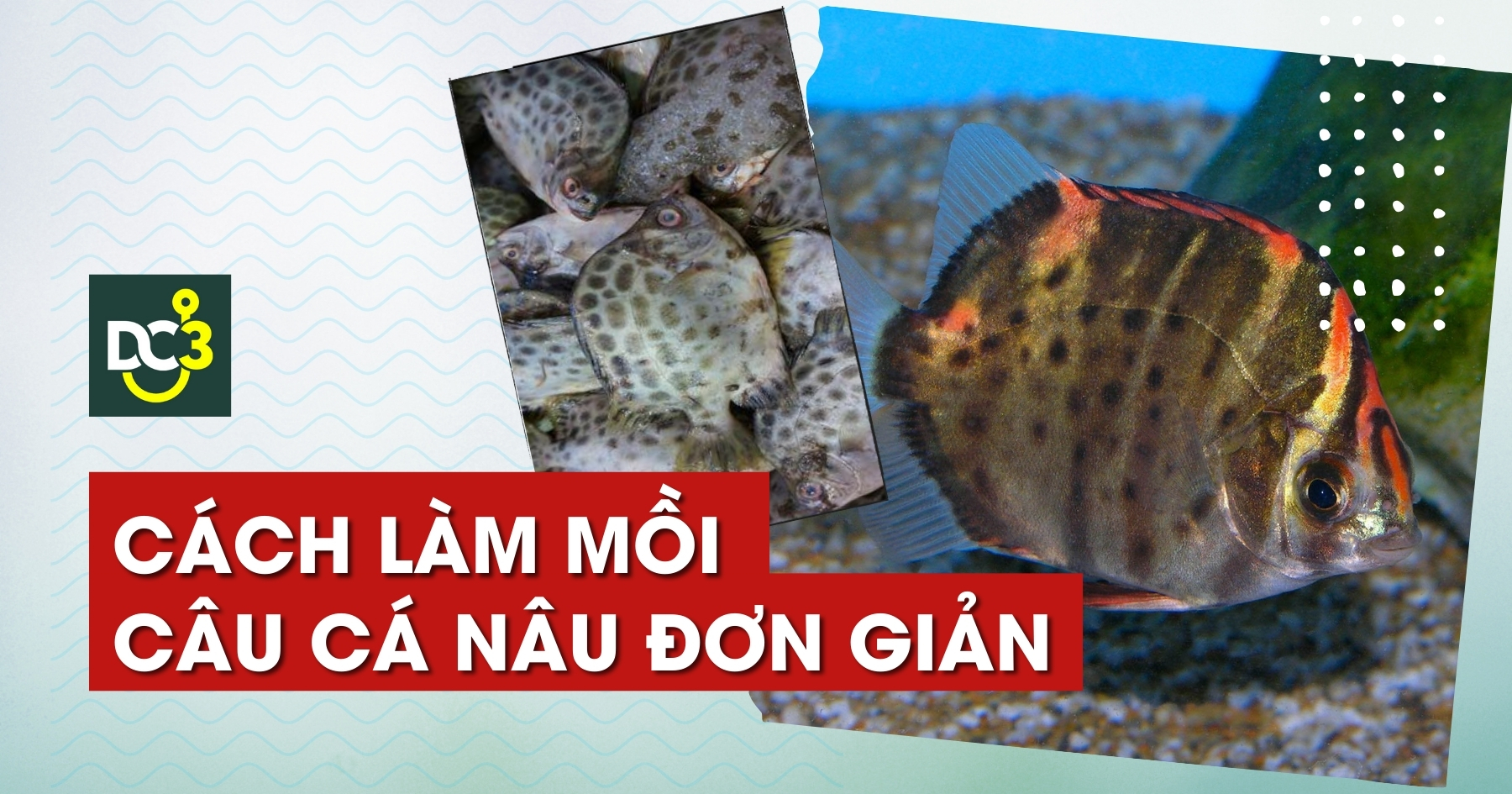 Cách làm mồi câu cá nâu đơn giản