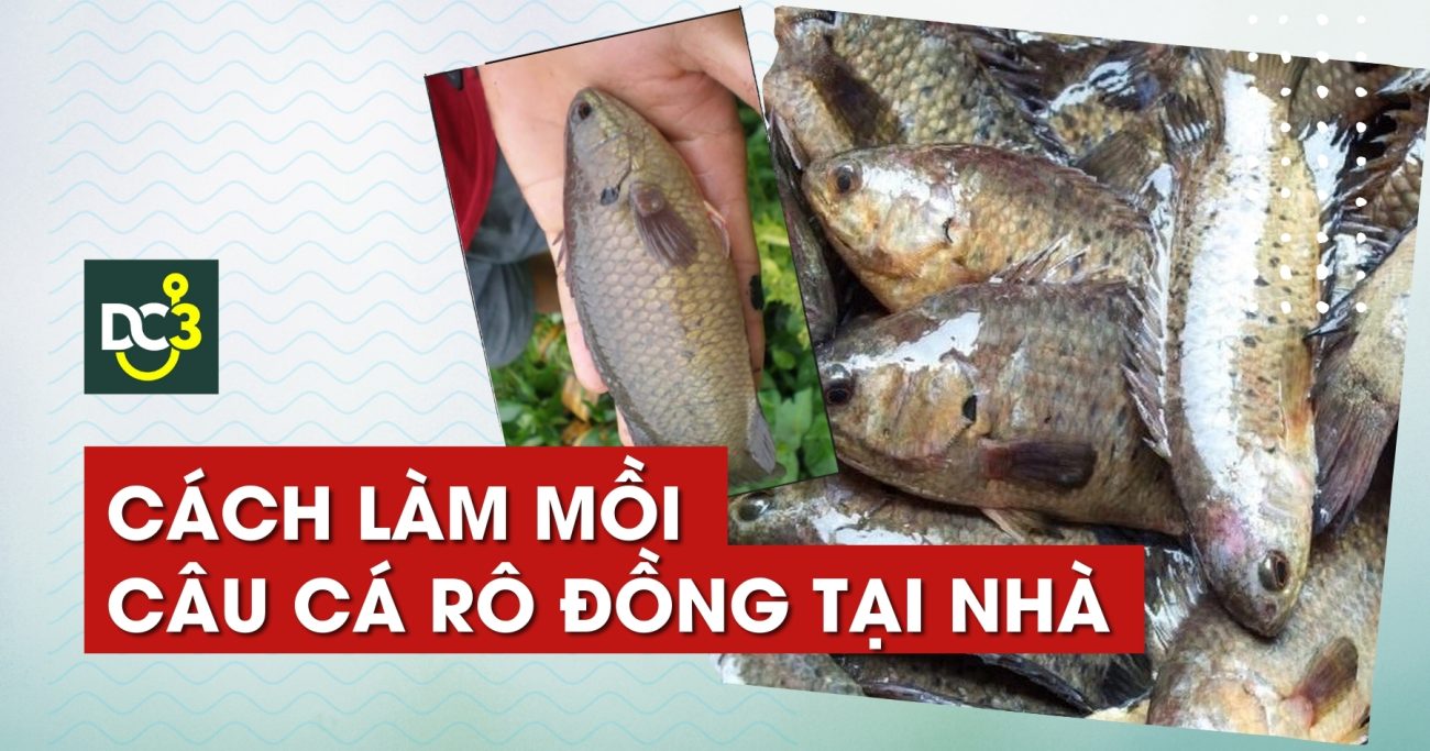 Cách làm mồi câu cá rô đồng tại nhà