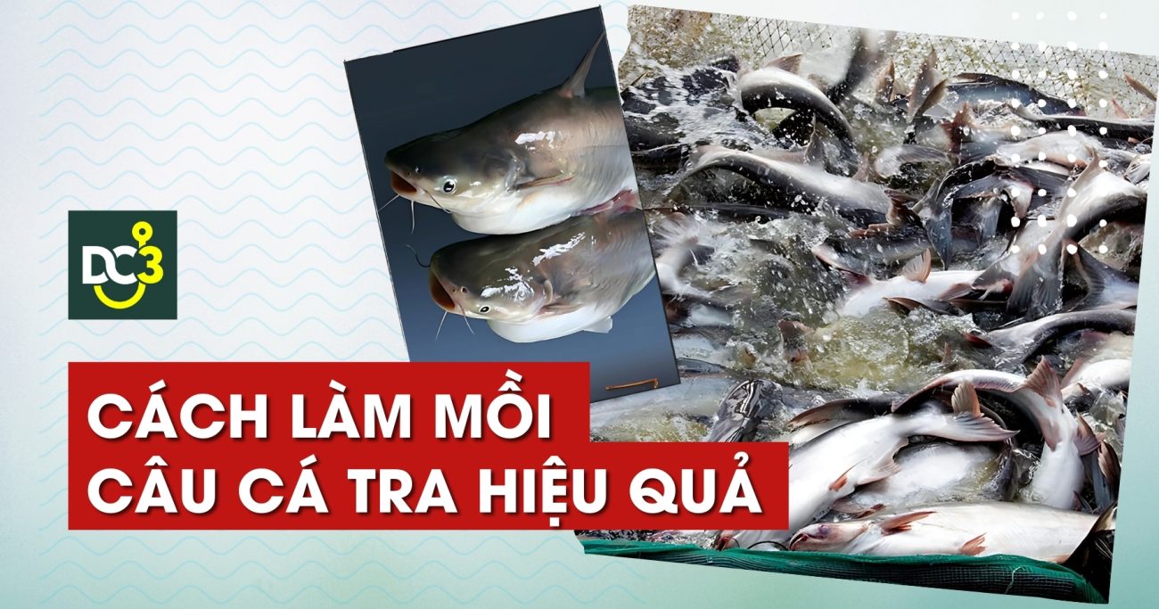 Cách làm mồi câu cá tra hiệu quả