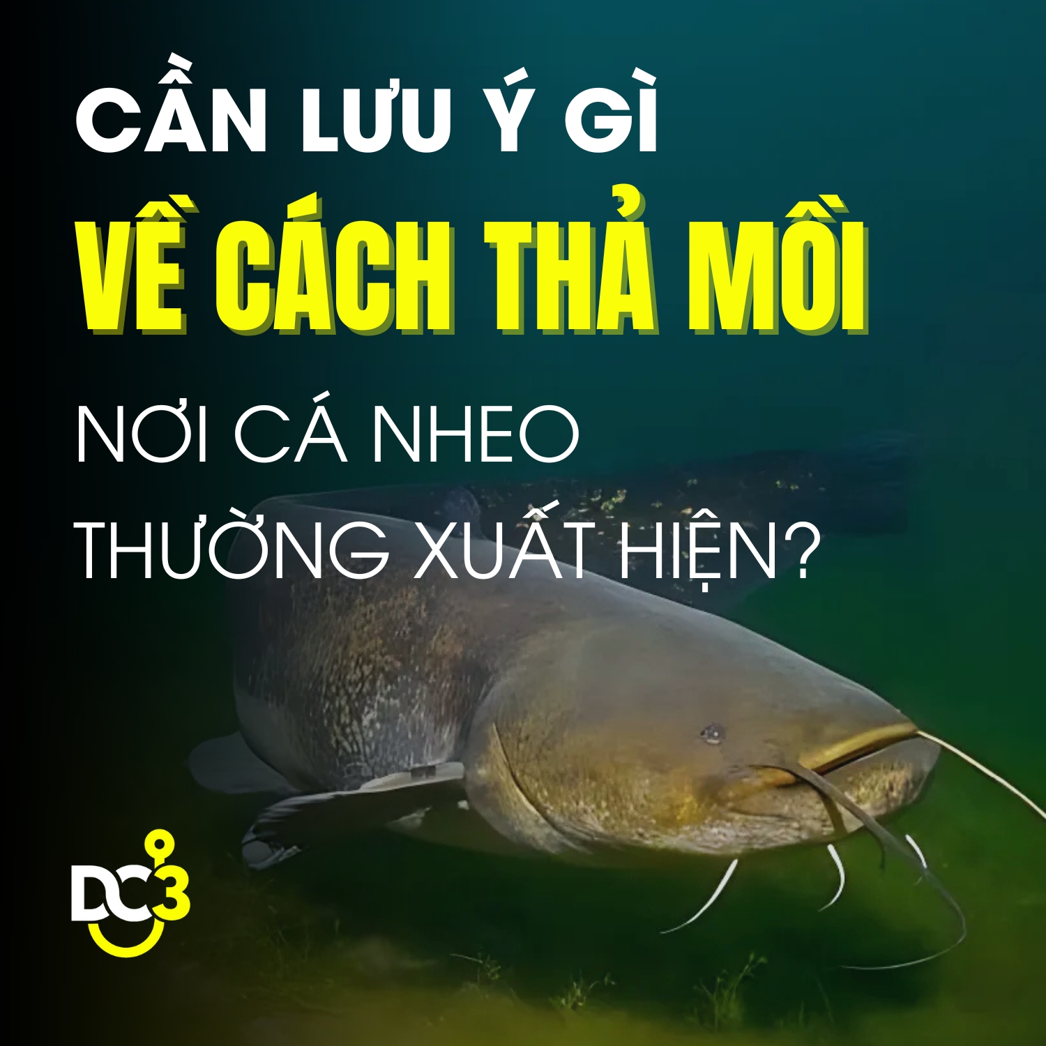 Điểm thả mồi câu cá nheo thành công bạn nên biết