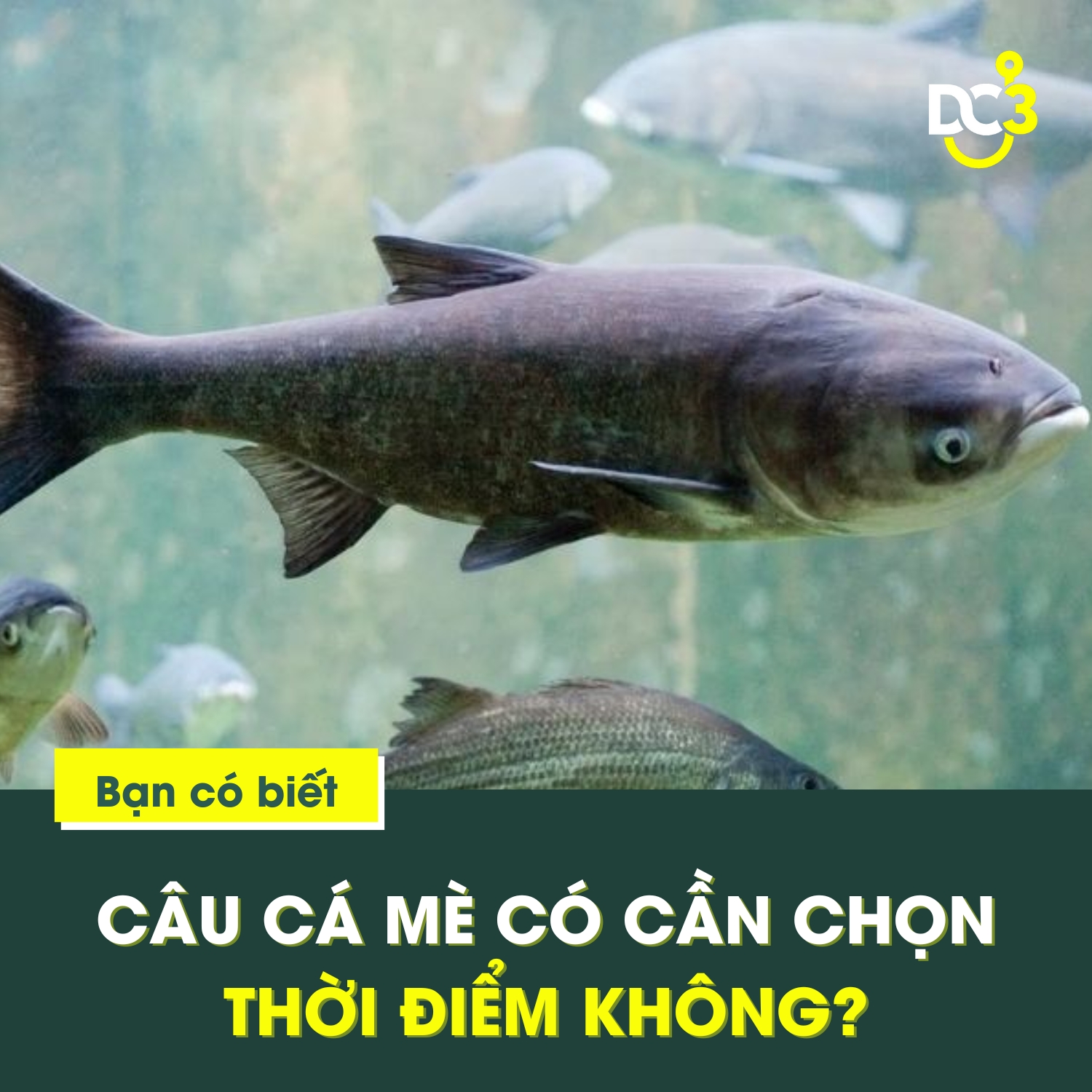 Câu cá mè có cần chọn thời điểm không?