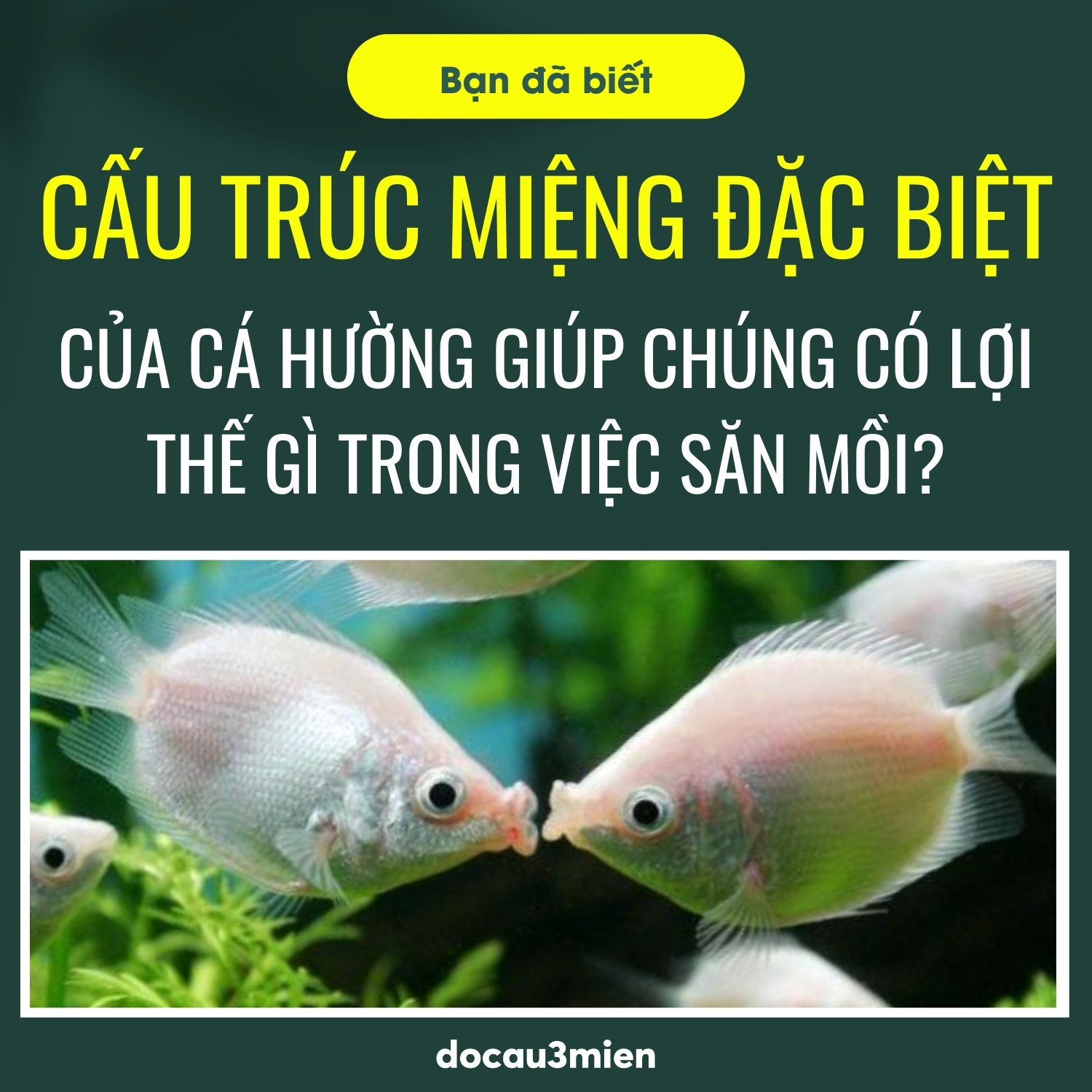 Nắm bắt về đặc tính của cá hường