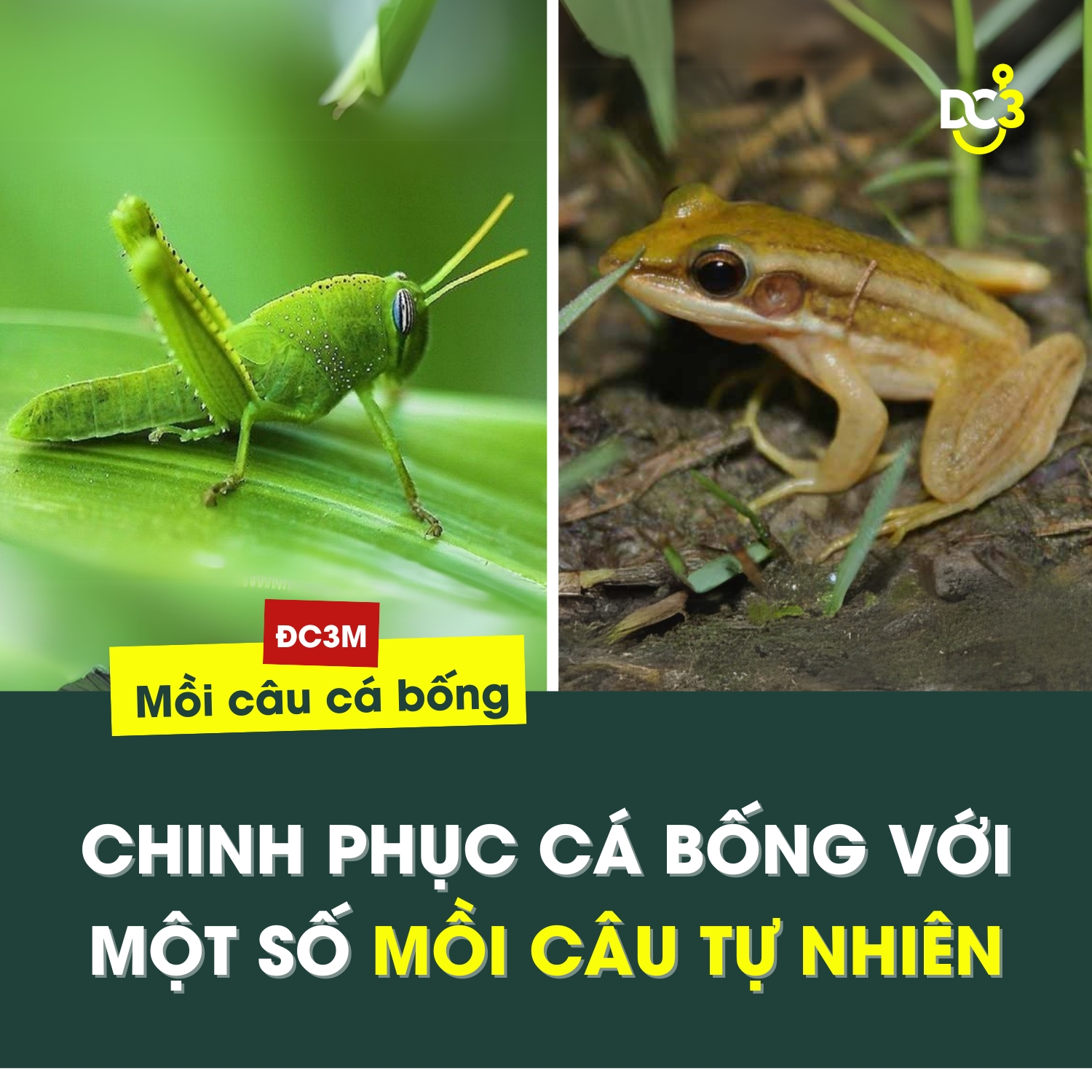 Chinh phục cá bống với một số mồi câu tự nhiên