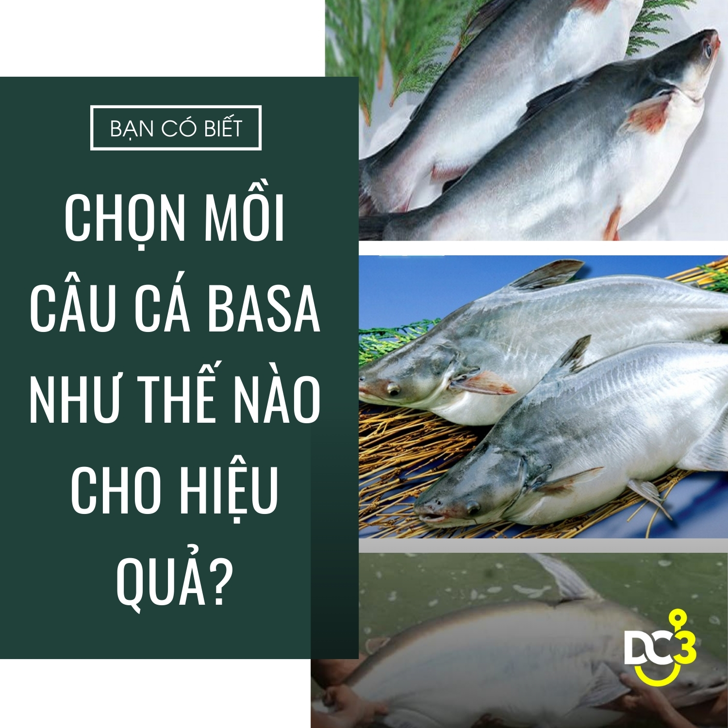Chọn mồi câu cá basa như thế nào cho hiệu quả?