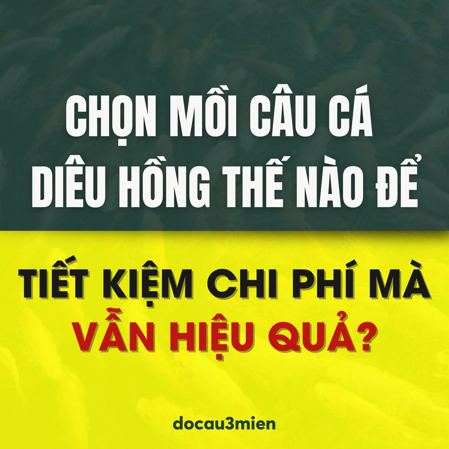 Chọn mồi câu cho cá diêu hồng thế nào cho hiệu quả?