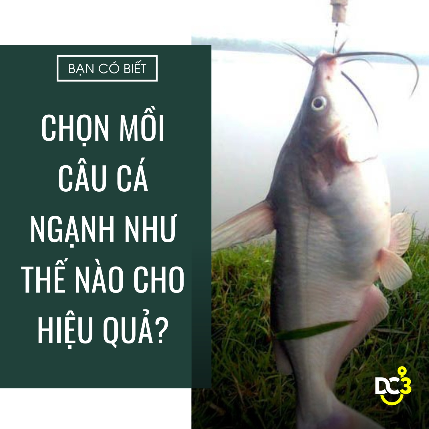 Chọn mồi câu cá ngạnh như thế nào cho hiệu quả?