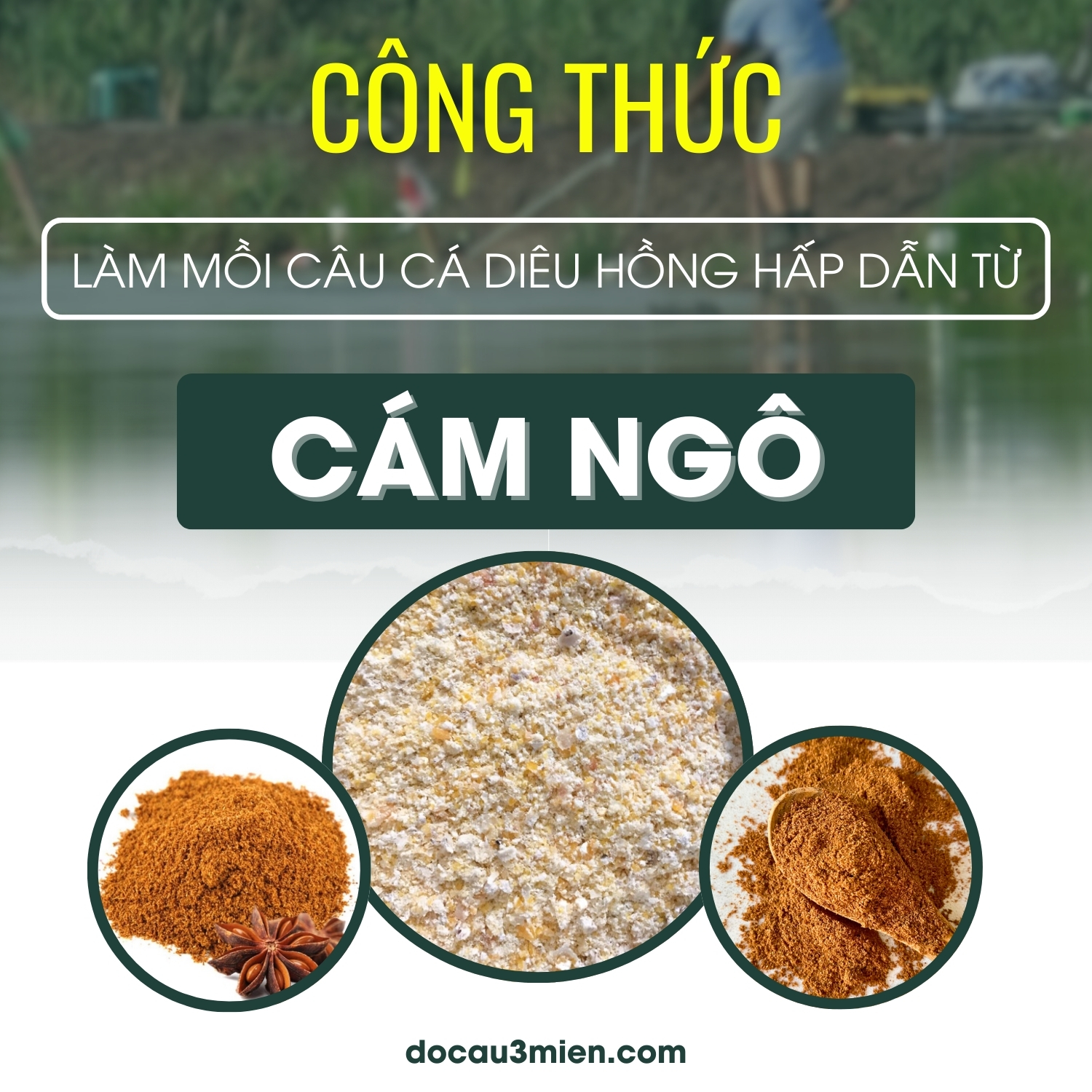 Công thức làm mồi câu cá diêu hồng từ cám ngô hấp dẫn