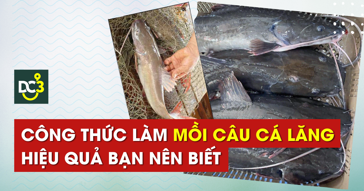 Công thức làm mồi câu cá lăng hiệu quả bạn nên biết