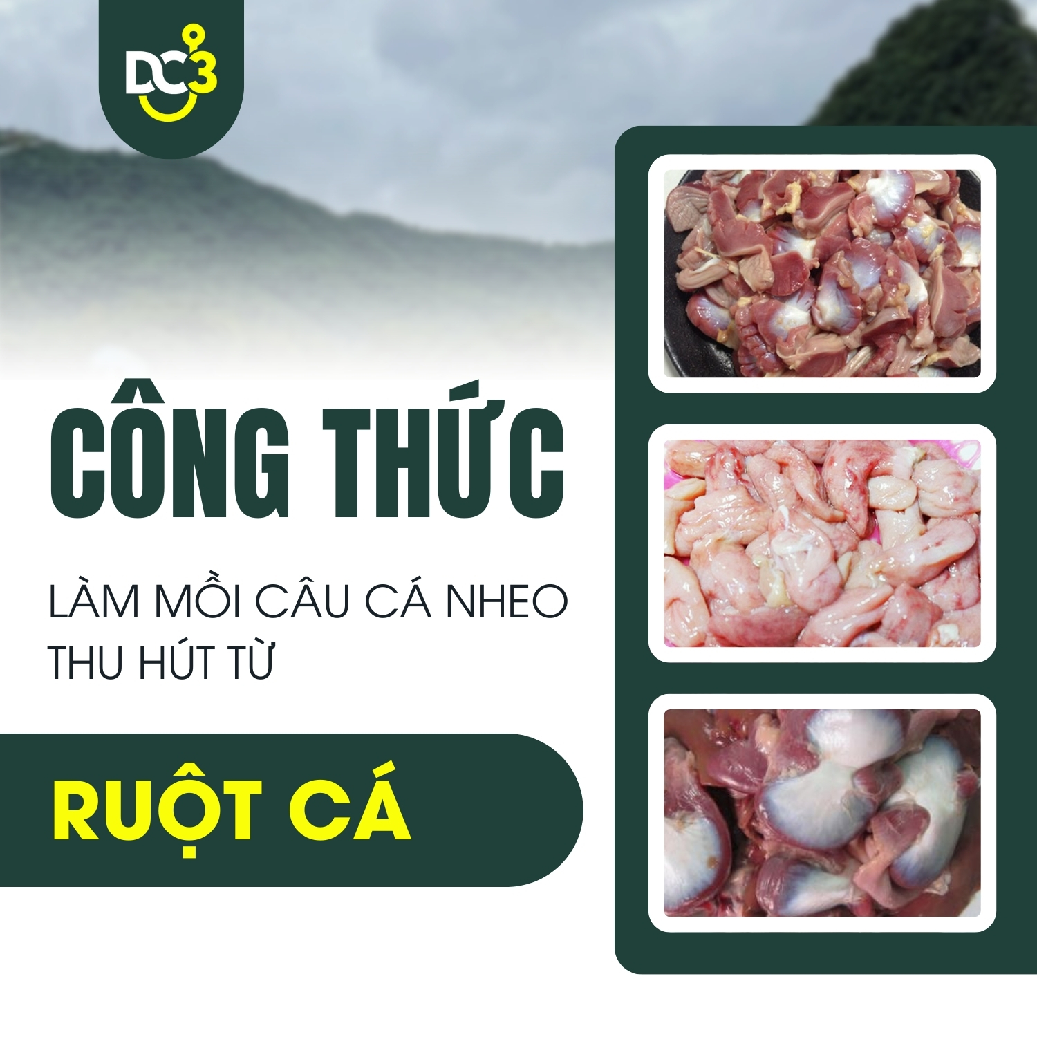 Công thức làm mồi câu cá nheo thu hút từ ruột cá