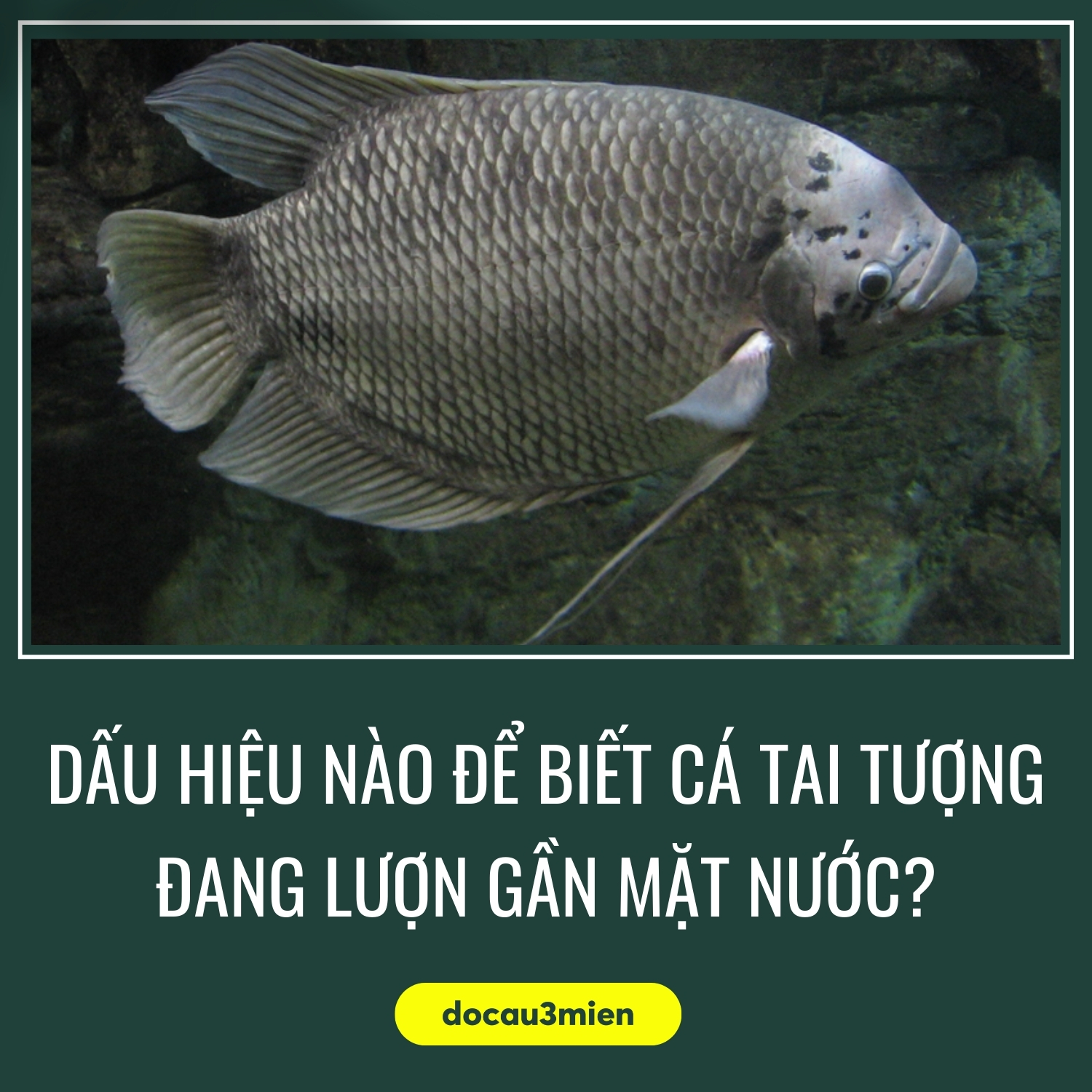 Dấu hiệu nào để biết cá tai tượng đang lượn gần mặt nước?