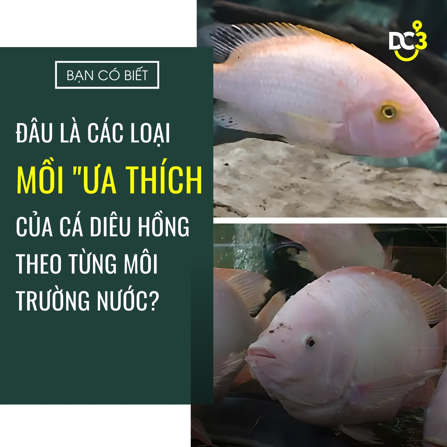 Nắm bắt đặc tính của cá diêu hồng