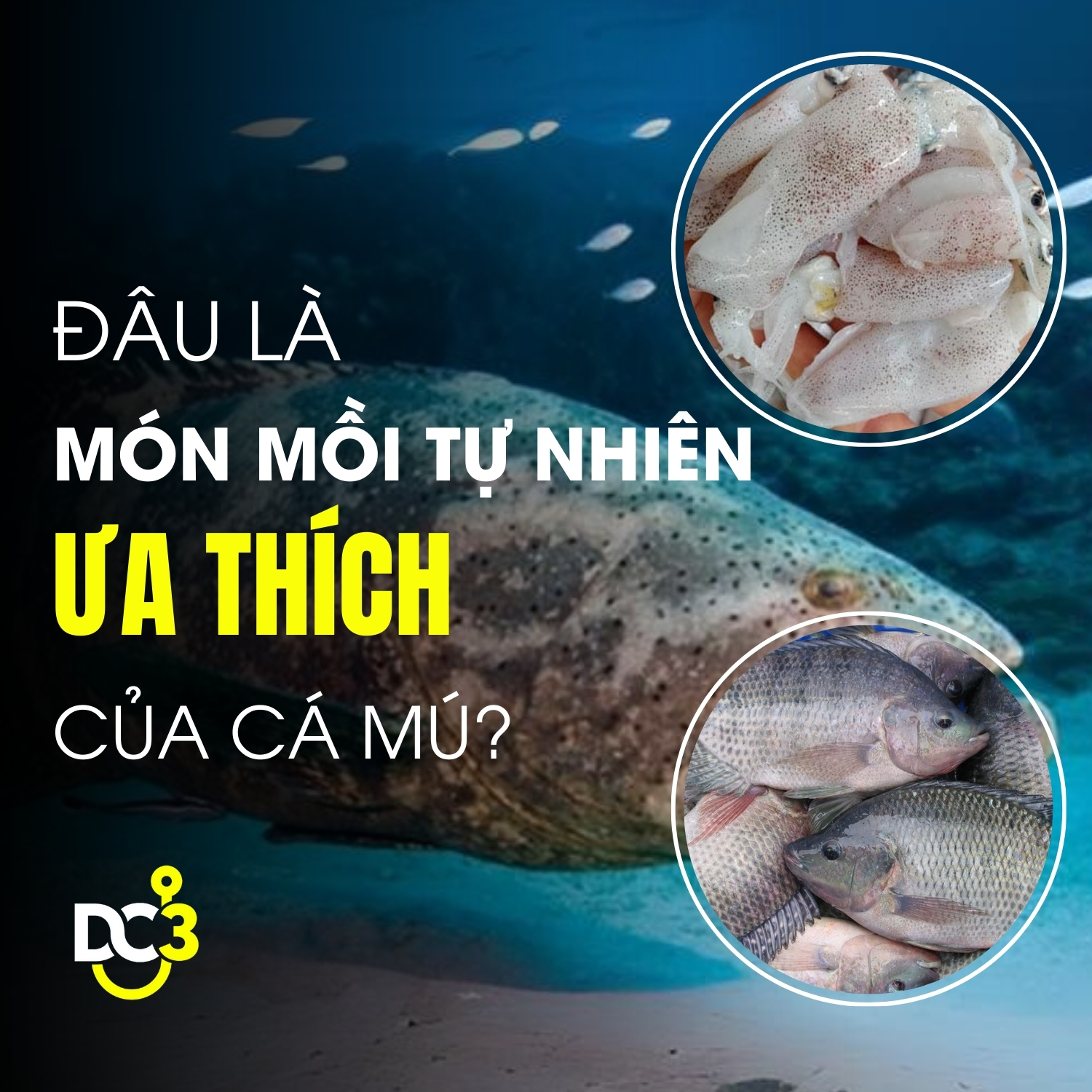 Đâu là món mồi tự nhiên ưa thích của cá mú?